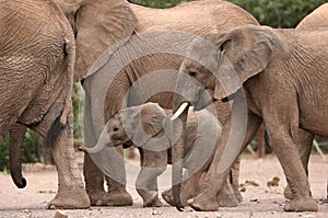 Desert Elephants in Twyfelfontein Camp