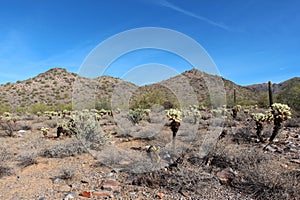A desert expanse filled with dead brush and a variety of cholla cacti in front of the McDowell mountains photo