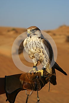 Desert falconry