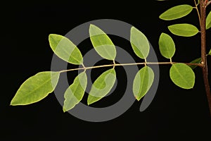 Desert False Indigo (Amorpha fruticosa). Leaf Closeup