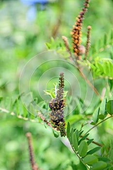 Desert false indigo Amorpha fruticosa spike-shaped cluster of dark purple flowers with honeybee