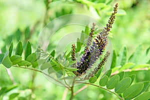 Desert false indigo Amorpha fruticosa spike-shaped cluster of dark purple flowers and leaves