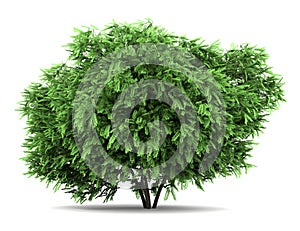 Desert false indigo bush isolated on white