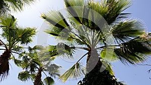 Desert fan palm, backlit, against blue sky. Green palm leaves Washingtonia filifera.