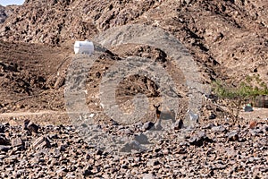 Desert farm in Hajar Mountains in United Arab Emirates (Masafi village) with goats