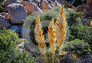 Desert fauna blooming in gold color nestled among green shrubbery and granite rocks