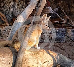 Desert Fennec fox in the zoo