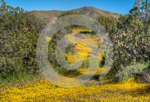 Desert Floor at Vazquez Rocks, California in Spring