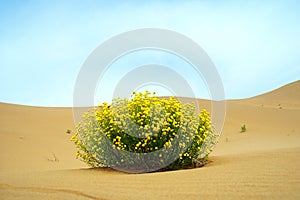 Desert Flower photo