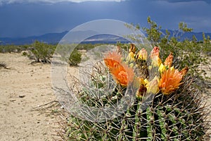 Desert Flower
