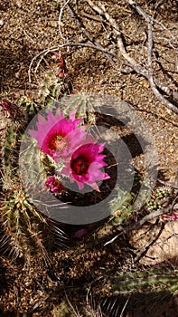 Desert Flower