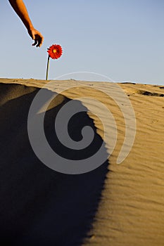 Desert Flower