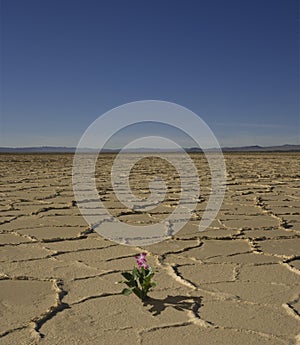 Desert Flower