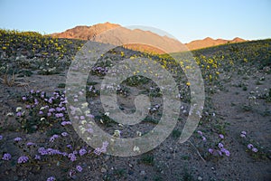 desert flower bloom