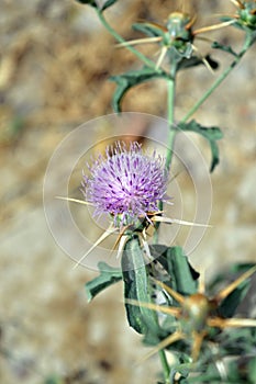 Desert flower centaurea iberica