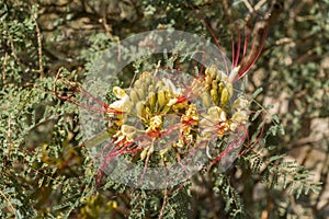 Desert Flower at Cima Station Mojave Preserve