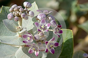 Desert Flower Sodom`s Apple on a Green Leafy Background in the United Arab Emirates