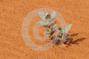 Desert Flower Sodom`s Apple leaves growing out of the sand dunes at sunset in the United Arab Emirates