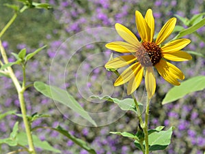 The desert flower, sweet coneflower rudbeckia triloba