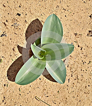 desert flower of the ÃÂfrica photo