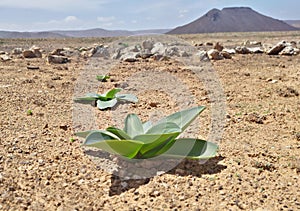 Desert Flower of the ÃÂfrica photo