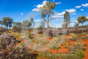 Desert Flowering