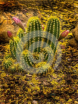 Desert Flowering Hedgehog Cactus