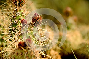 Desert Flowers