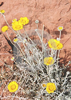 Desert Flowers