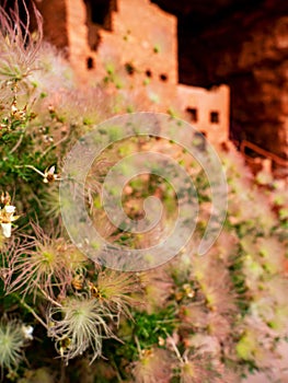 Desert Flowers with Ancient Native American Home photo