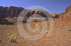 Desert flowers in Northern Arizona