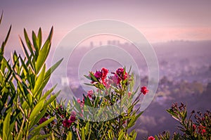 Desert Flowers overlooking Los Angeles