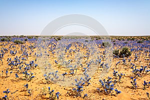 Desert Flowers in the Sahara