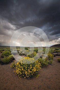 Desert flowers under dark storm clouds
