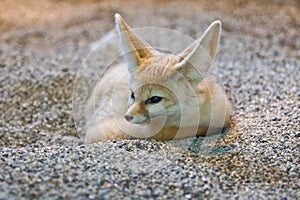 Desert fox