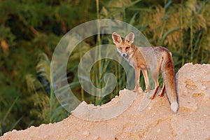 Desert fox