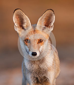 Desert fox
