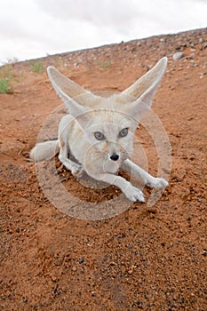 Desert fox