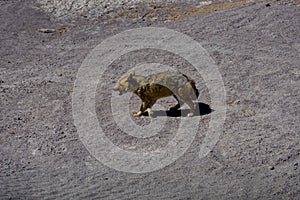 Desert Fox Coyote Altiplano Bolivia