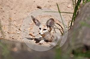 Desert fox Fennec Fox