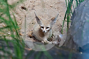 Desert fox Fennec Fox