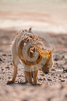 Desert fox near salar de Uyuni in Bolivia, moulting and shedding skin photo