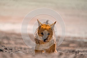 Desert fox near salar de Uyuni in Bolivia, moulting and shedding skin photo