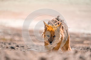 Desert fox near salar de Uyuni in Bolivia, moulting and shedding skin photo