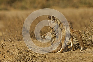 Desert Fox Pups