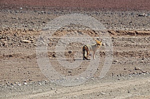 Desert Fox in Sur Lipez, South Bolivia