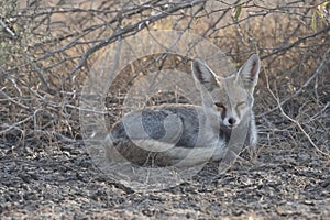 Desert fox, Vulpes zerda at Little rann of Kutch, Gujarat