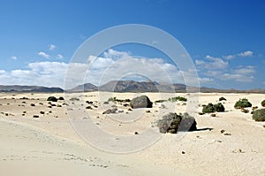 Desert of Fuerteventura in area Corallejo