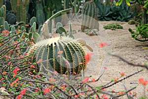 Desert garden