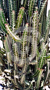 Desert garden agave